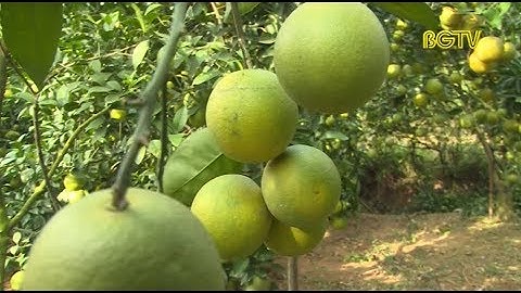 Lục Ngạn sẵn sàng cho hội chợ trái cây năm 2018