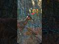 Русская охота на дикого кабана в тайге | Dangerous Wild Boar Hunt #shorts #shortsfeed #shortvideo