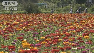黄色やオレンジ・・・色鮮やかな百日草の開花始まる(17/07/23)