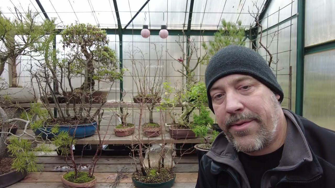 My bonsai goals 2026
