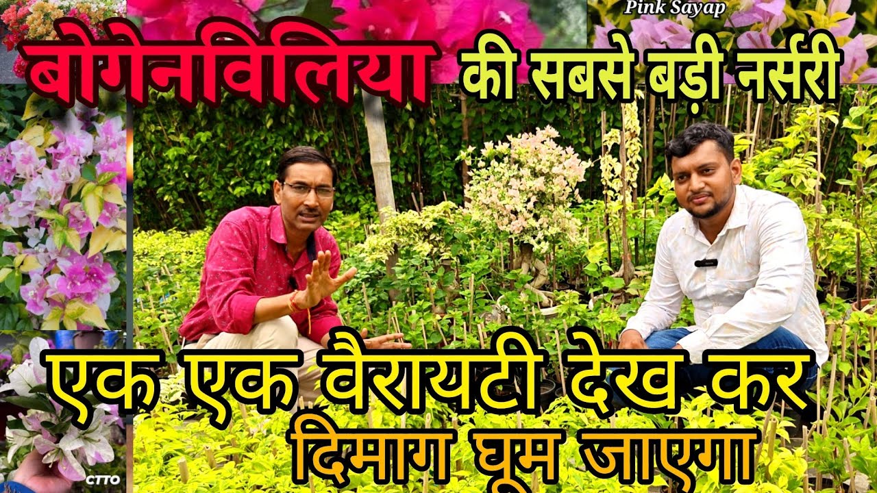 बोगेनविलिया की सबसे बड़ी नर्सरी , एक एक वैरायटी देख कर दिमाग घूम जायेगा। Bougainvillea Nursery 