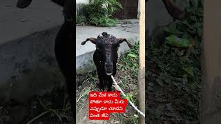 ఇది మేక కాదు పోతూ కాదు మీరు ఎప్పుడు చూడని వింత జీవి