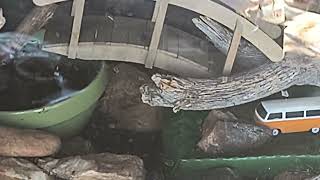 Snake Guy near Kingman AZ ❤️
