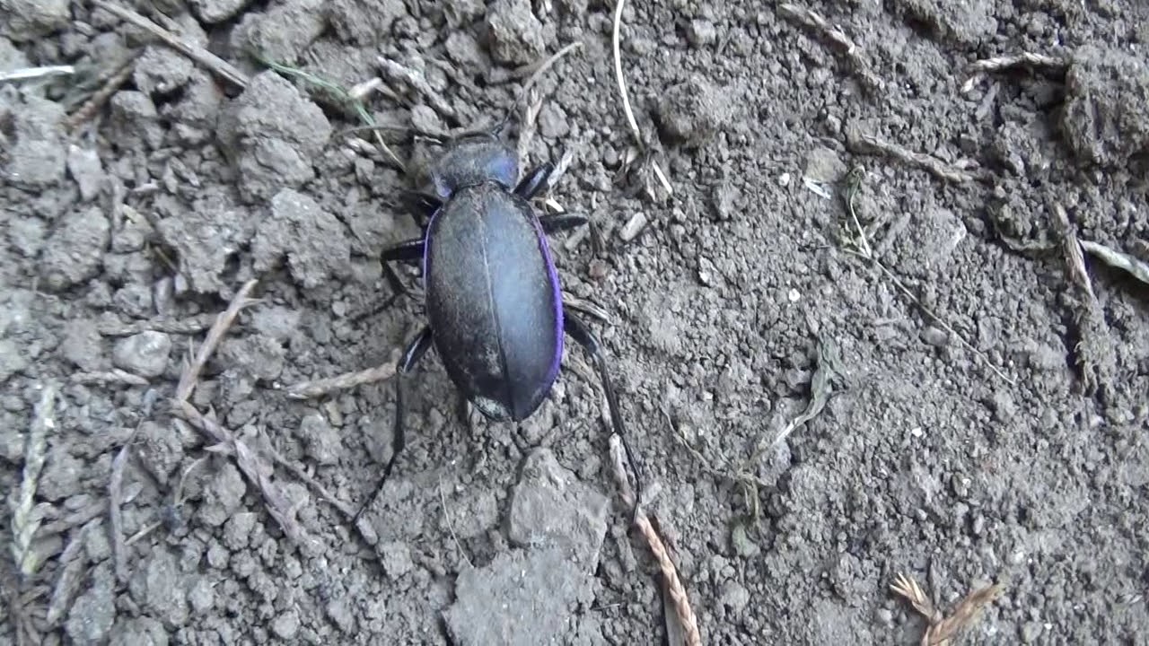 Bystruška fialová - Carabus violaceus