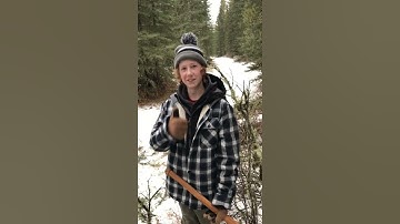 Boreal Forest Bushcraft 101 - Axe Cutting - Limbing