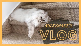 Exhausted Shake | Milkshake The Cat Vlog #6 by smoothiethecat 15,927 views 3 years ago 5 minutes, 3 seconds