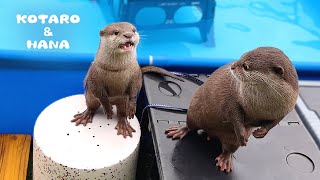 Otters Flinch at The Squeak of a Hungry Baby