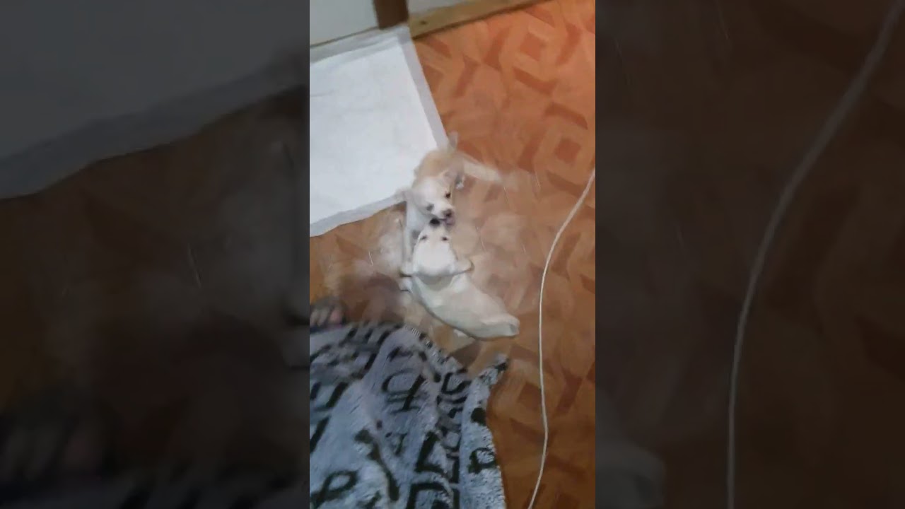 Angry Chihuahuas Fight Club (ASMR) Fight Night №4