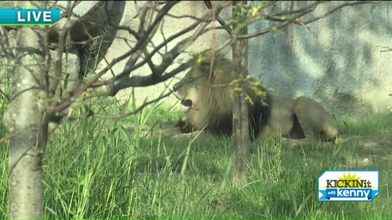 Fox 8's Kenny Crumpton visits new Akron Zoo exhibit 'Pride of Africa'