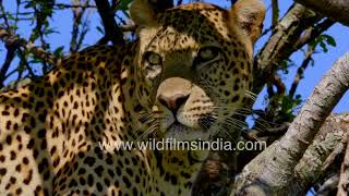 Leopard looks out for prey in the grassland below from up in a tree, climbs down vertically