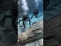 Brave Scuba Divers Pet a Massive Crocodile Underwater #CrocodileEncounter #shorts #youtubeshorts