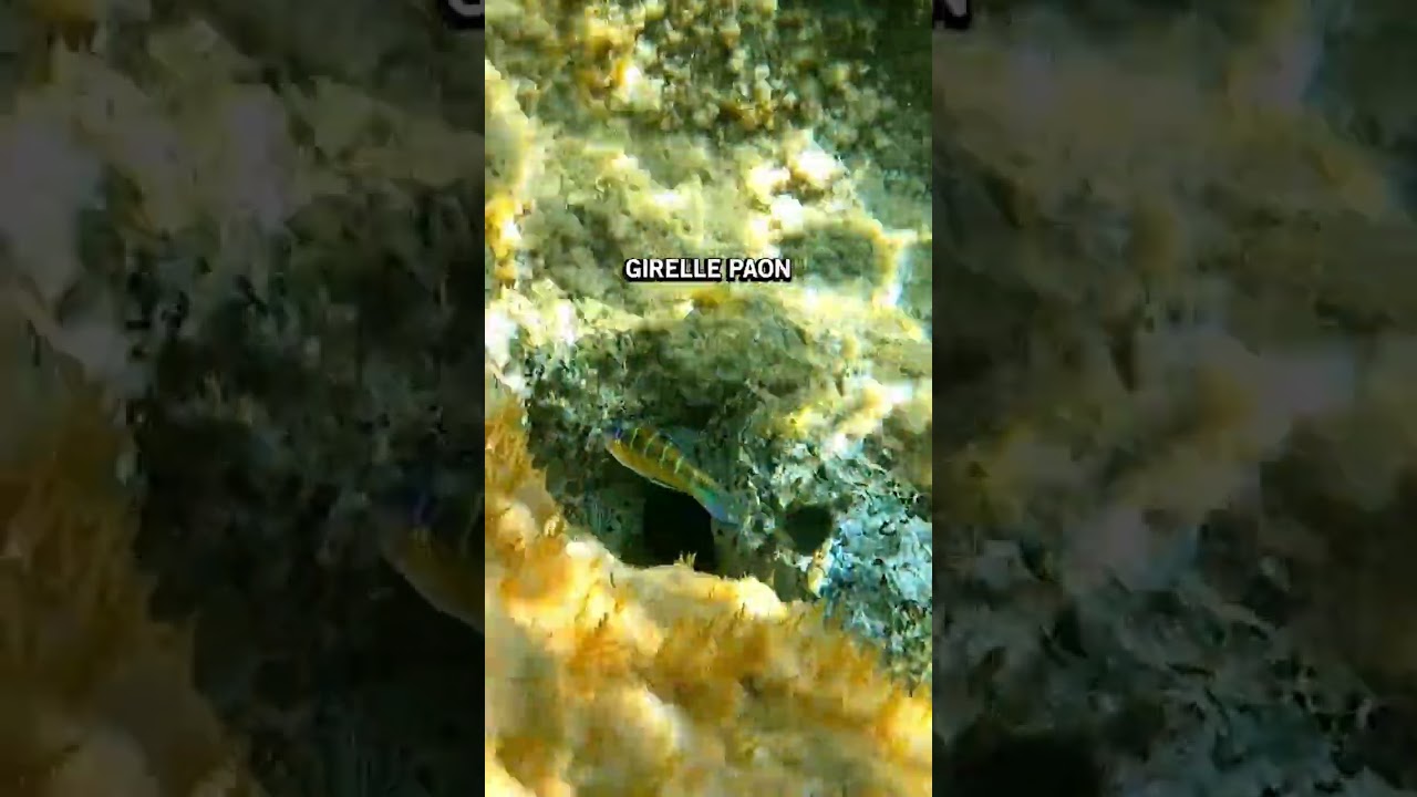 Les espèces en mer Méditerranée