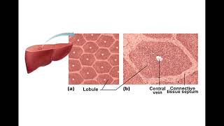 Chapter 23 Digestive System Part5