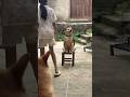 🐶: Buset sapa nih yg anj 😒#videolucu #memes #funny #viral #lucu #anjinglucu