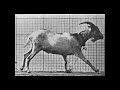 Goat Trotting (1887) Eadweard Muybridge