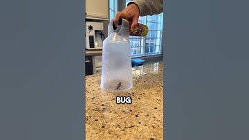Cockroach Nightmare! The Bug Spray Chamber #funny #cute #insects #shorts #household
