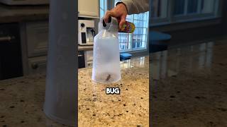 Cockroach Nightmare! The Bug Spray Chamber #funny #cute #insects #shorts #household