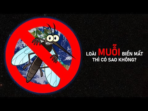 Video: Có thể muỗi không chiến?