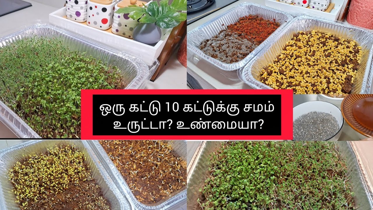 💥தமிழில்~அட இது தெரியாம போச்சே | How to grow microgreens in Tamil #home #kitchen #tips