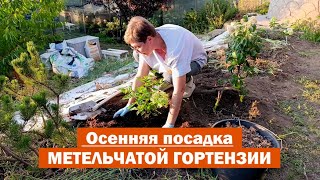картинка: ВСЕ ТОНКОСТИ посадки метельчатой гортензии ОСЕНЬЮ // Сажаю метельчатую гортензию в открытый грунт