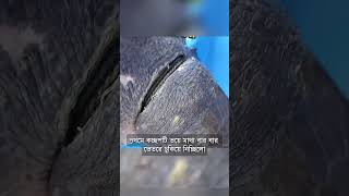 সমদরর মঝখন এ ঘটন ন দখল বশবস কর অসমভব