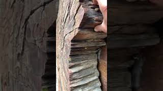 Biblical Tree Remains, Tree Fibers, A Closer Look - by Hangman1128 (mirrored)