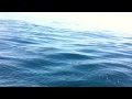 Delfine im Atlantik vor der Algarve -- Dolphins in the Sea at Algarve/Portugal