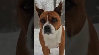 Ultimate Snow Action 4 Staffy Pack