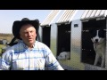 Training Cattle Dogs Training Cattle Dogs