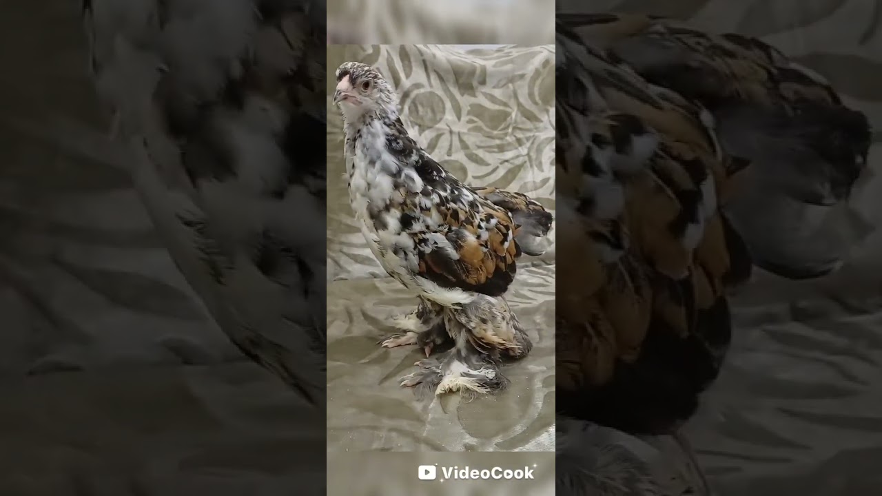 Порцилян брама девочка 2026