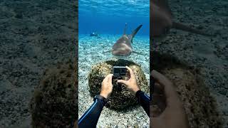 Meet the Shark - Rule the ocean with the ultimate predator 🦈. #trending #shorts #shark
