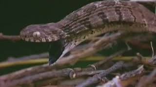 Mother Bird Fail To Protect Her Eggs From Snake Hunting | Poor Bird