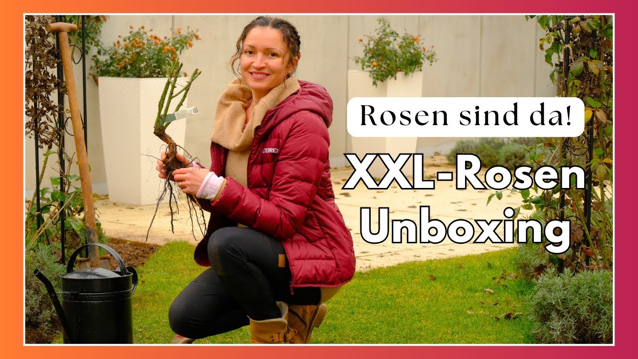 Rosenbestellung| Beetgestaltung | Wurzelnackte Rosen einschlagen