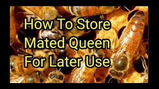 How To Store Mated Queen For Later Use