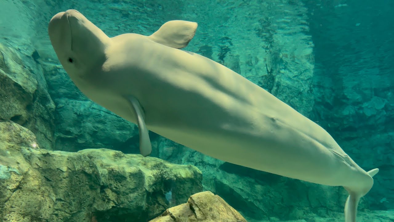 Navigator ナビゲーター　beluga ベルーガ 雄のベルーガ「ニコ」 運が良ければ、こんな「ニコ」に会えるかも