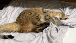 ひんやり布団をプレゼントしたら離してくれなくなりました…笑