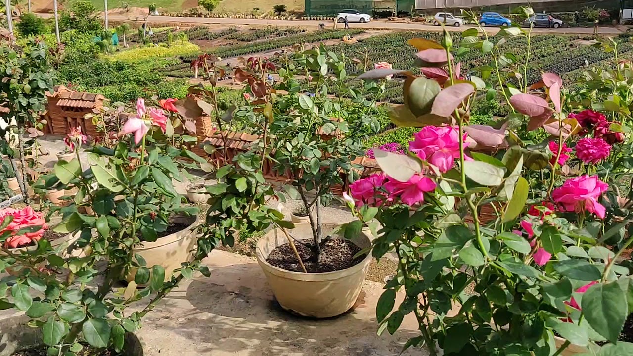 100 VARIETY OF ROSES Kuzhipallam bottanical garden trivandrum rose