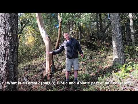 Biotic and Abiotic Parts of a Forest - What is a Forest (part 3)