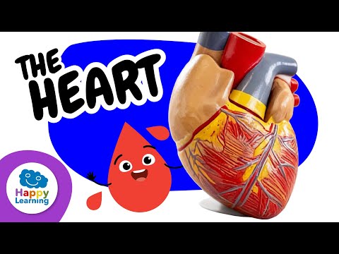 The heart: how it works