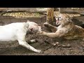 Top 10 dog breeds that can kill a puma