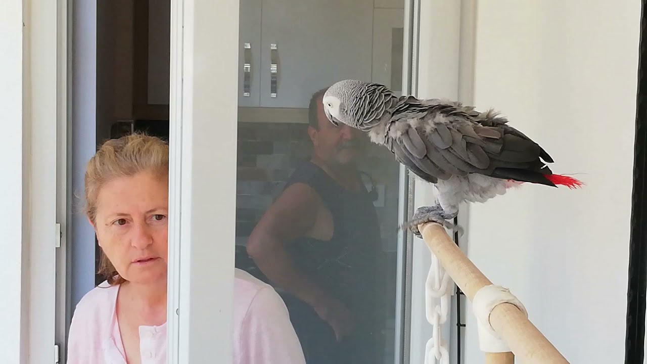 EN GÜZEL KONUŞAN PAPAĞAN ÇAKILIMIN ARTIK HERGÜN VİDEOSU OLACAK,İYİCE AÇILDI