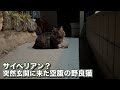 何日も食べていない迷子の野良猫玄関で遭遇してしまいました…