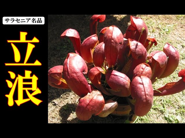 食虫植物サラセニア「立浪」をご紹介!!【carnivorous plants