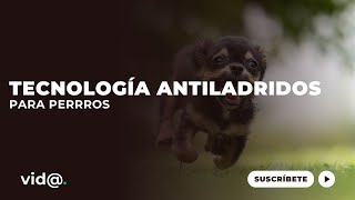 Tecnología antiladridos para perro