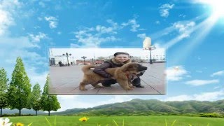Тибетский Мастиф - самая большая собака в мире! ProShow Slideshow Тибетский Мастиф - самая большая собака в мире! ProShow Slideshow