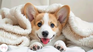 Soothing Music for Dog to Calm Down, Relax & Sleep | Dog Music Therapy Calming Aid for Relaxation