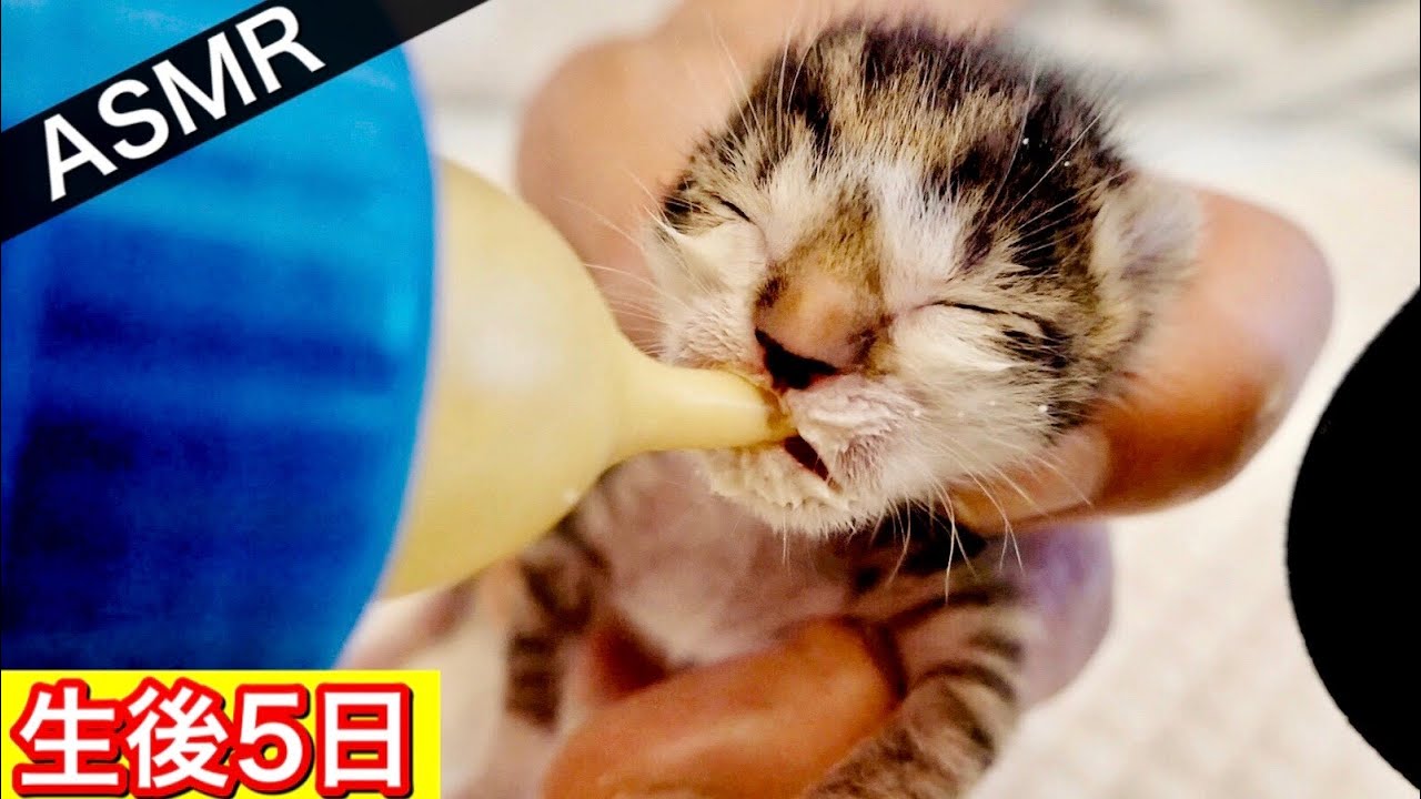 ASMR】生後5日の赤ちゃん子猫がミルクを飲むようす - YouTube