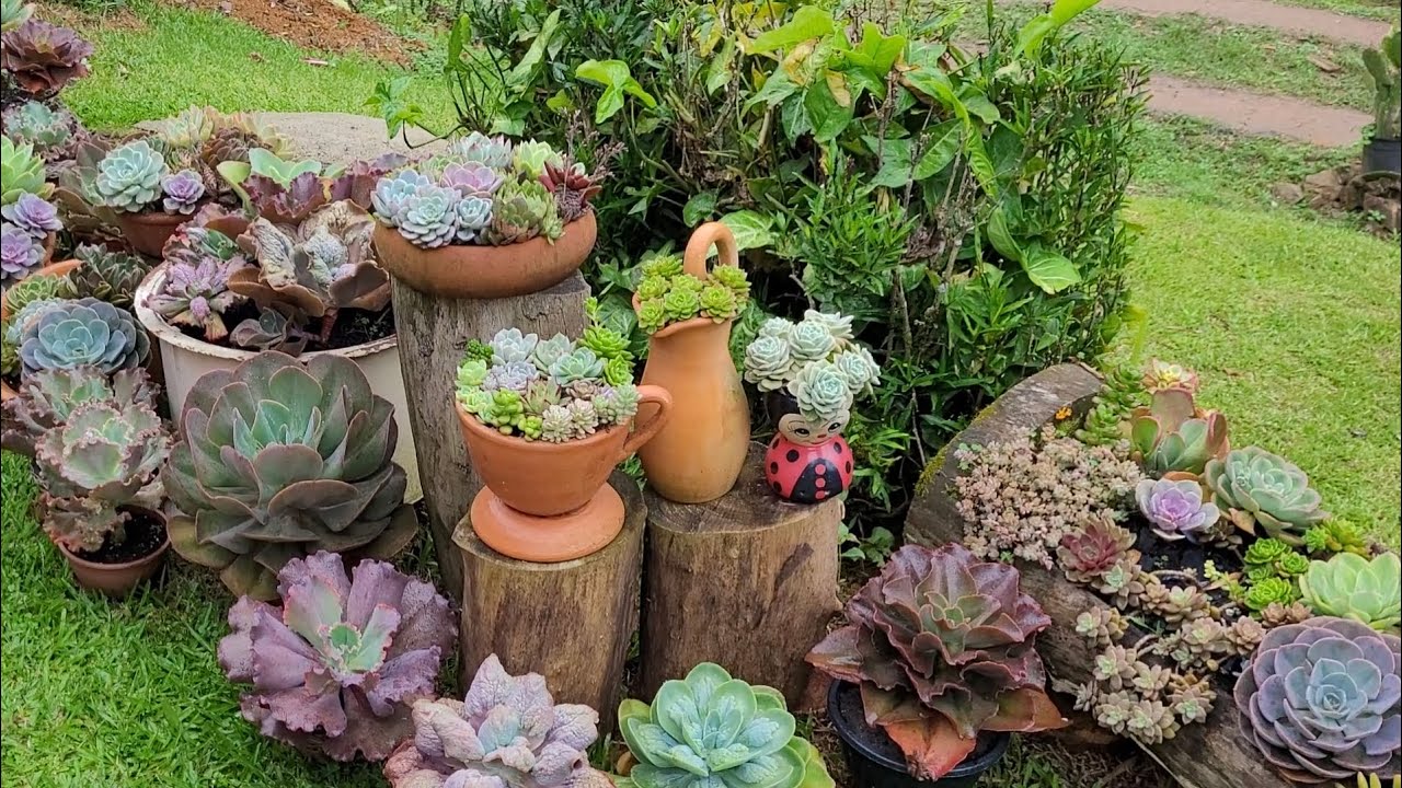 #Colonias de suculentas  resistentes  ao tempo e as as chuvas da primavera aqui no meu jardim