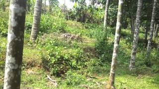 71 Cent75000Cent Land For Sale At Koratty..............call-919567486731