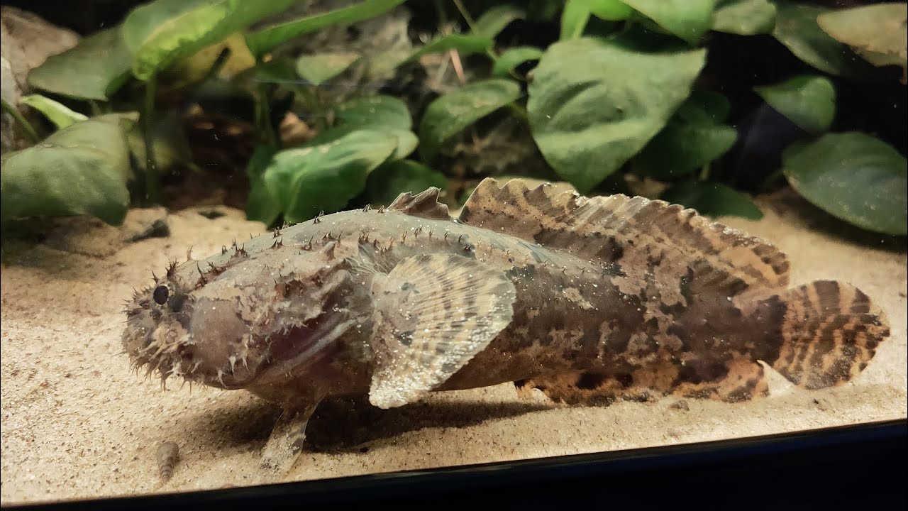 Batrachomoeus trispinosus (Rare Frogfish)